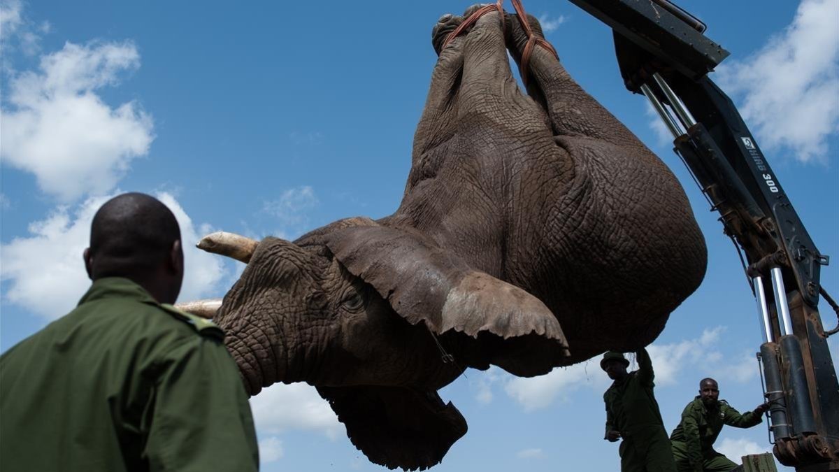 Los efectivos de la reserva natural de Kenia cargan un cadáver de elefante en un camión.-PHIL MOORE
