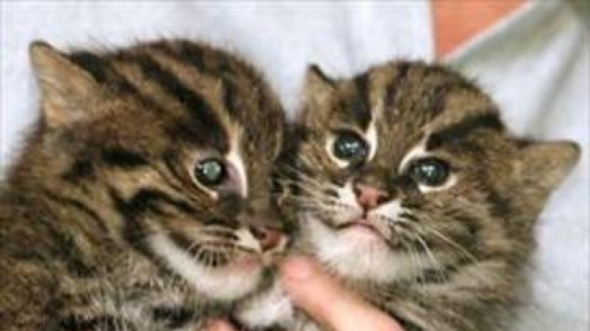 Dos gatos salvajes nacidos en un zoo de Sydney en el 2002.-REUTERS / MARK BAKER