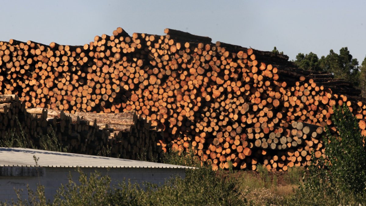 Madera de un aprovechamiento forestal. - Mario Tejedor
