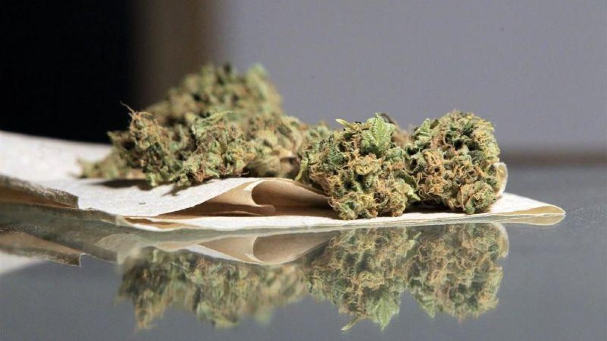 Marihuana en un club cannábico-RAUL MARTÍNEZ (EFE)