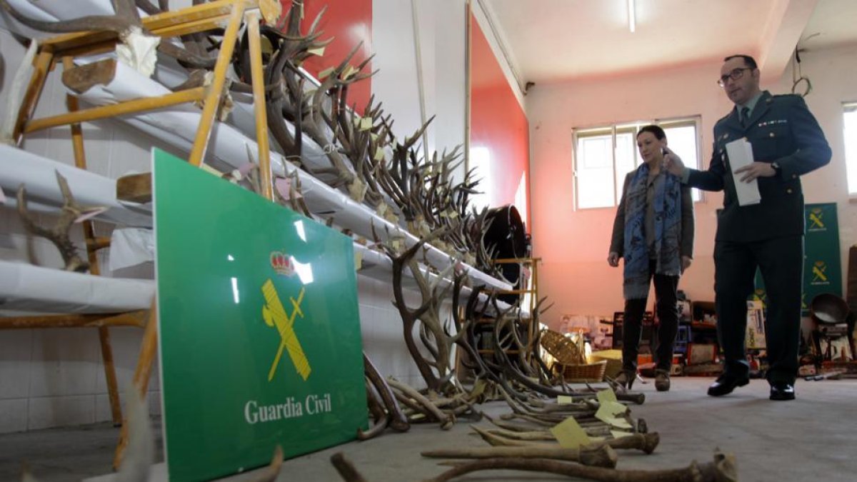 La Guardia Civil ha recuperado más de 200 cornamentas.-Diego Mayor