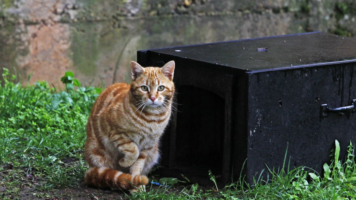 Gato de una colonia callejera.-MARIO TEJEDOR