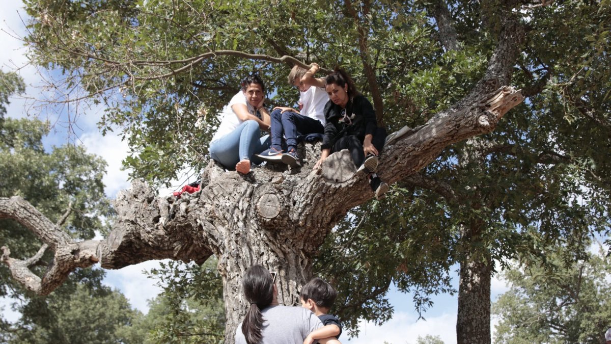 Personas subidas a un árbol antes del comienzo de la Saca.-G. MONTESEGURO