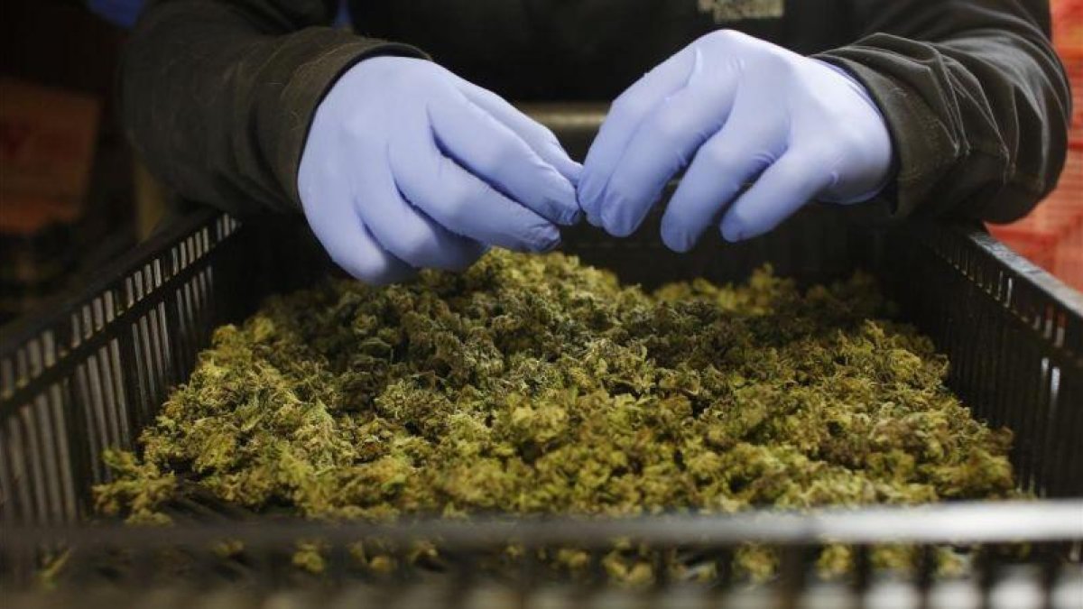 Plantación de marihuana medicinal.-NIR ELIAS / REUTERS