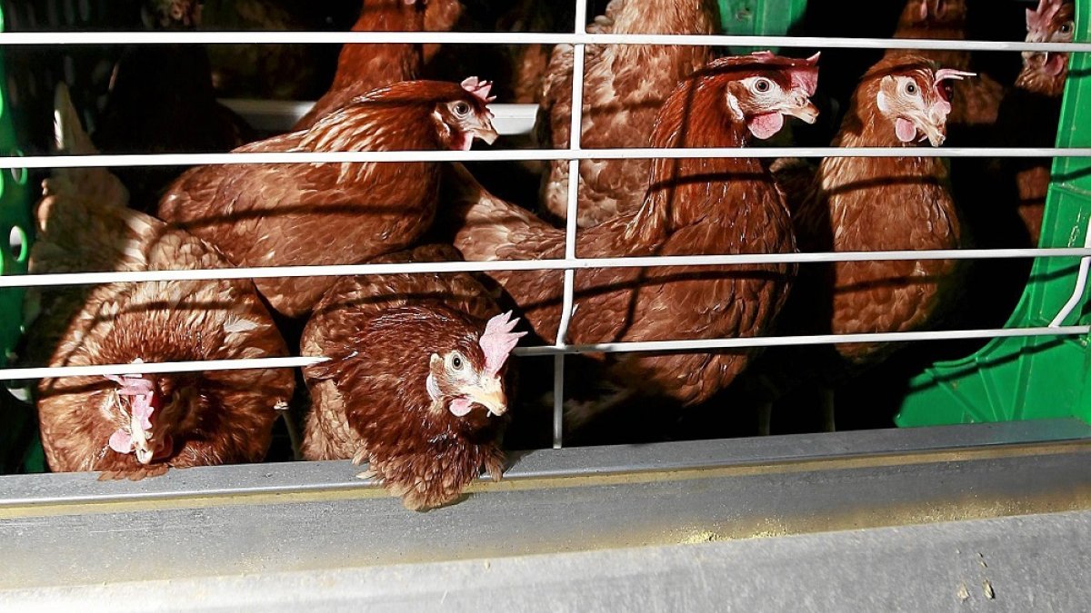 Gallinas ponedoras en una granja avícola de la Comunidad Autónoma. / J. M. LOSTAU