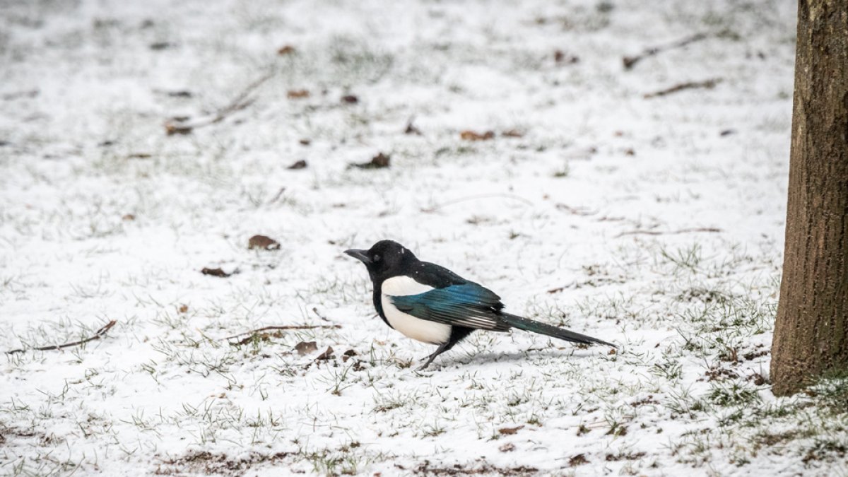 Una picaraza sobre la nieve en una imagen de archivo. MONTESEGUROFOTO