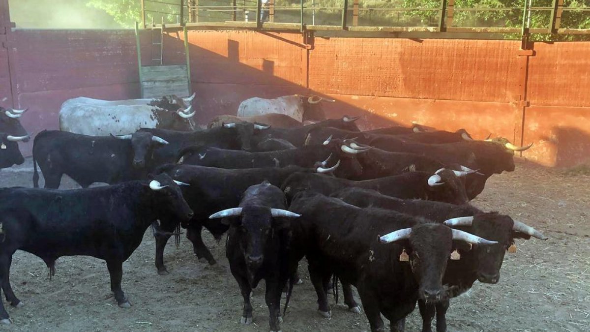 Los toros del Jueves La Saca en la finca de la provincia de Guadalajara antes de viajar a Soria-HDS