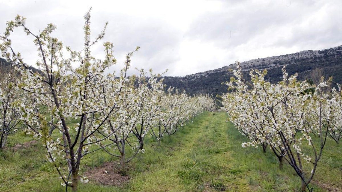 Algunos cerezos del Valle contarán con un complemento extra rico en calcio para mejorar la calidad de sus frutos.-Ricardo Ordoñez/ Ical