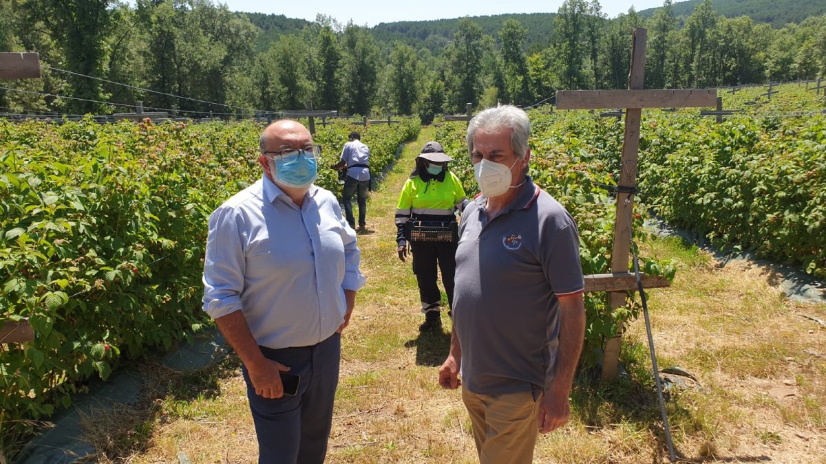 Latorre y Gómez durante su visita a la plantación de frambuesas de El Royo. HDS
