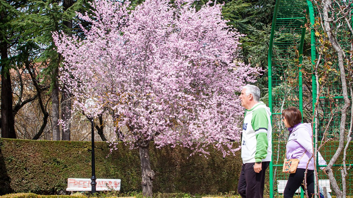 El polen de las gramíneas afecta en  primavera. MARIO TEJEDOR
