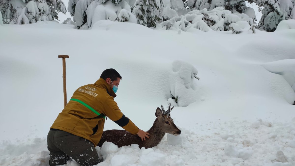 Un celador de Medio Ambiente rescata a un corzo atrapado en la Reserva Regional de Caza de Urbión en Soria. @NATURALEZACYL