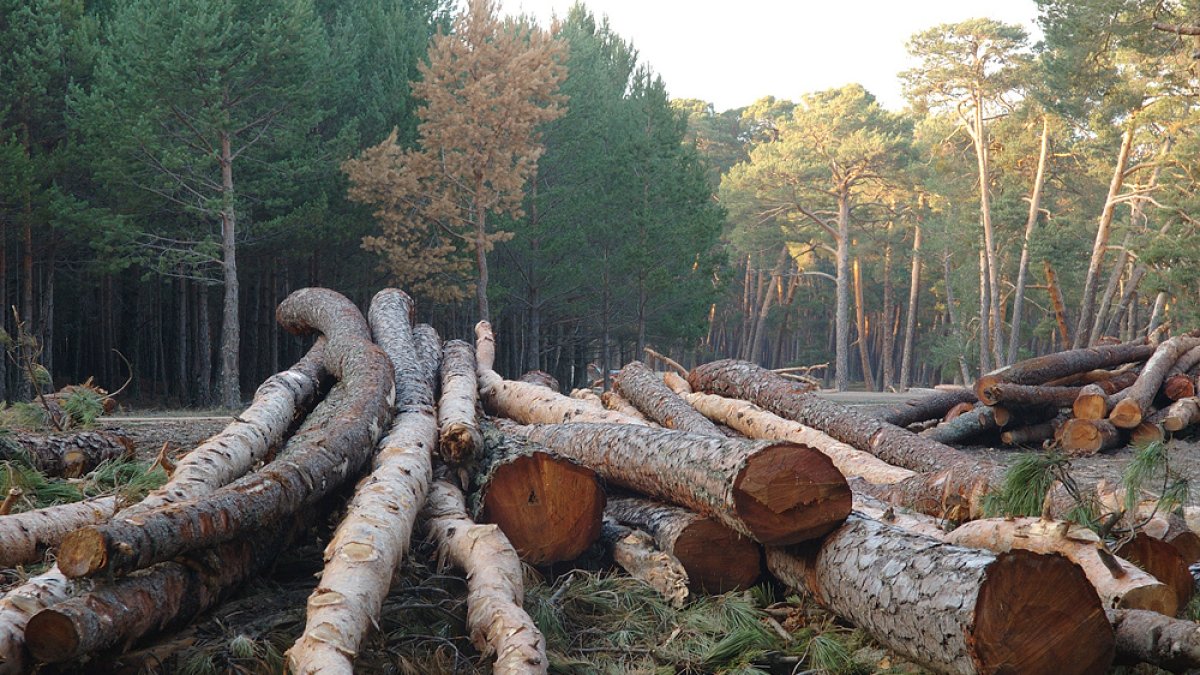 Aprovechamientos maderables realizados en 2021. HDS