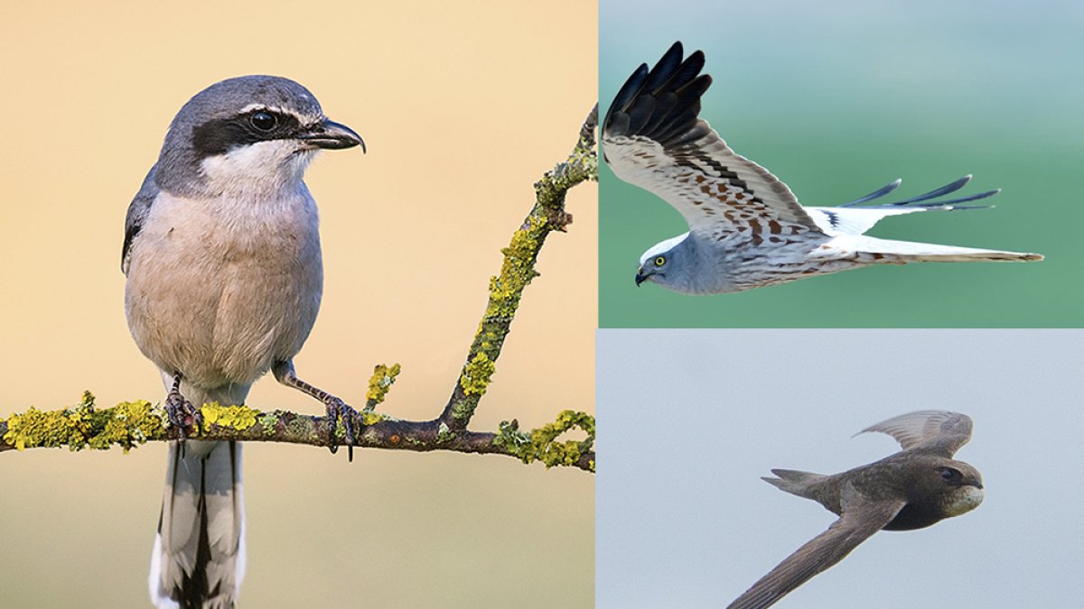 Alcaudón, aguilucho y vencejo.-HDS