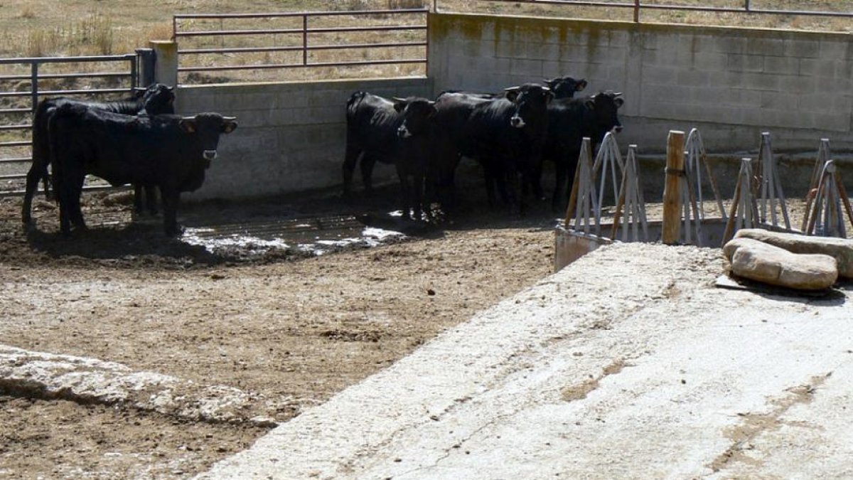 Vacas se la raza serrana.-Cedida