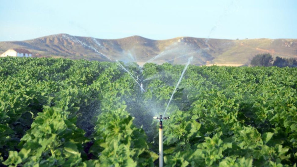 Plantaciones de regadíos en Almazán. HDS