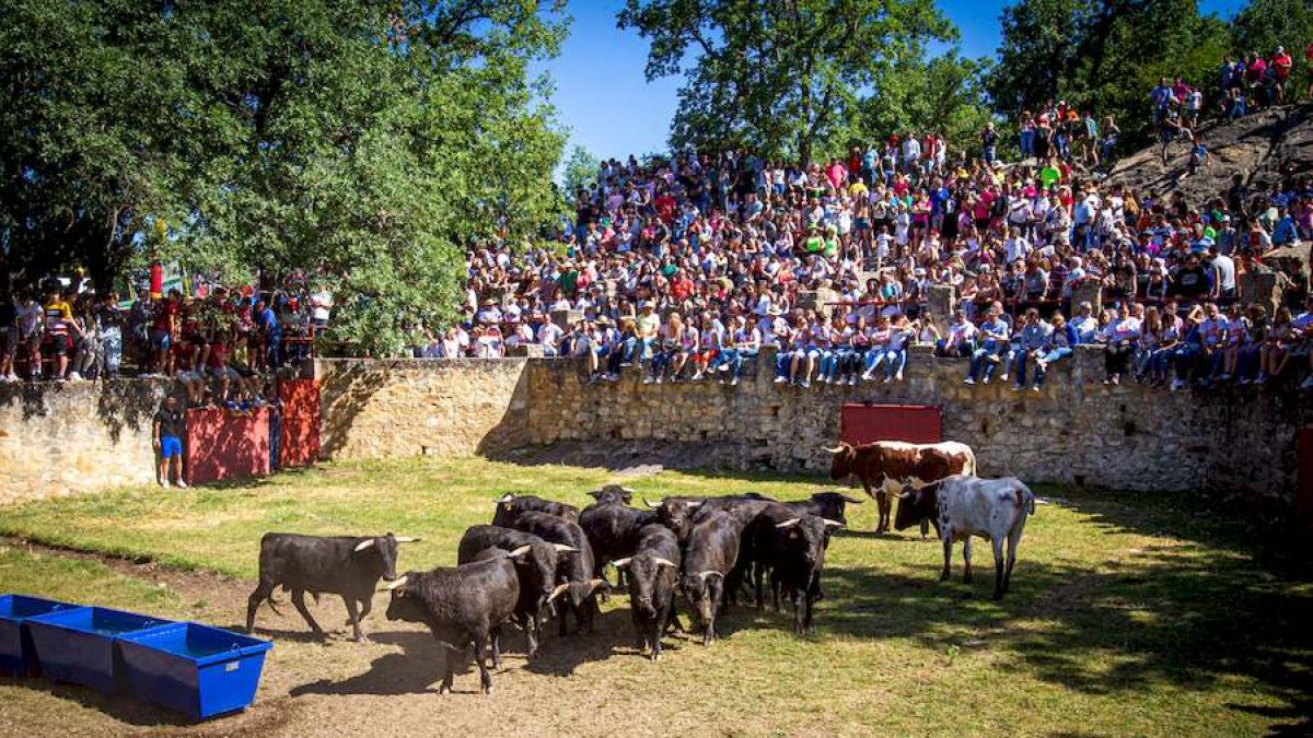 Los Toros del Jueves la Saca ya están en Valonsadero - MARIO TEJEDOR