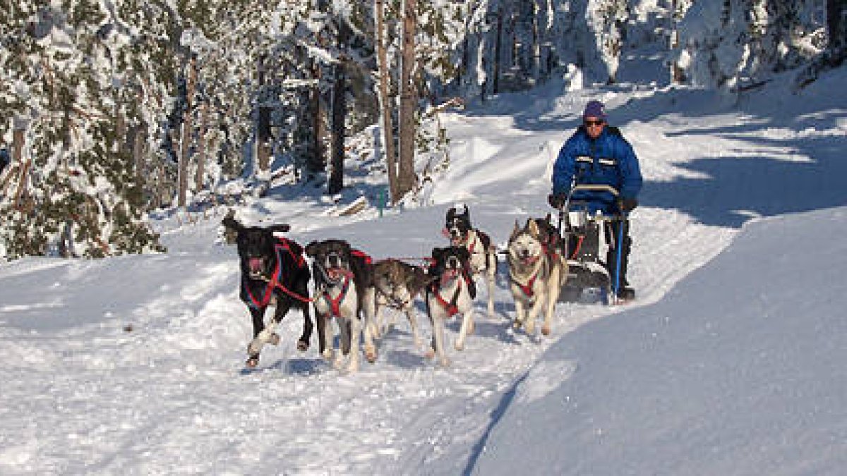 Un musher durante una competición sobre nieve. -