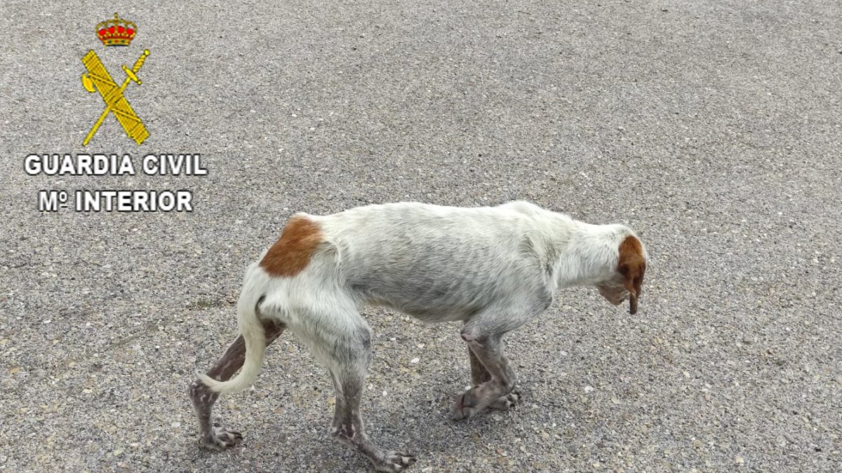 El perro de raza sabueso que se encontraba en pésimas condiciones. HDS