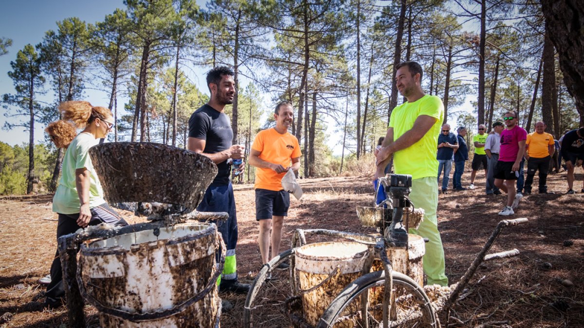 El Ayuntamiento de Tardelcuende prepara un proyecto que presentará al Miteco para apostar fuerte por la resinación y poder montar una destilería. G. MONTESEGURO