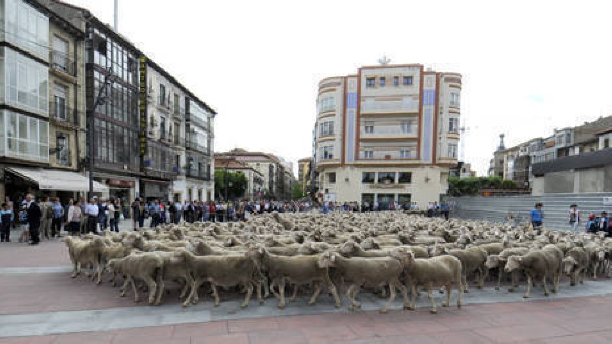 Paso de las ovejas por la capital soriana. /V.G.-