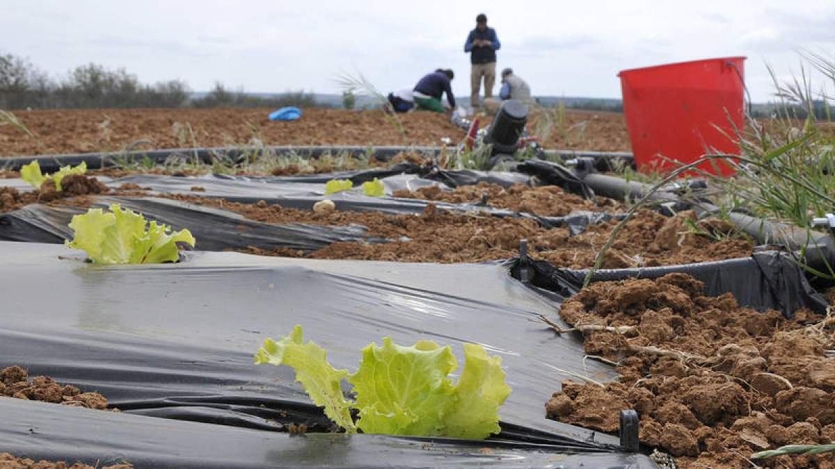 Finca de Fuentepinilla, con trabajadores en el fondo instalando el sistema de regadío, en una imagen tomada el lunes. / VALENTÍN GUISANDE-
