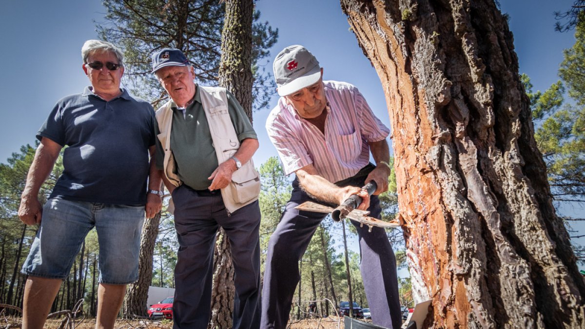 Demostración de extracción de resina en Tardelcuende en una imagen de archivo.-MONTESEGUROFOTO
