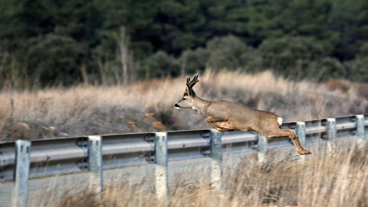 Corzo saltando en la carretera.-MARIO TEJEDOR