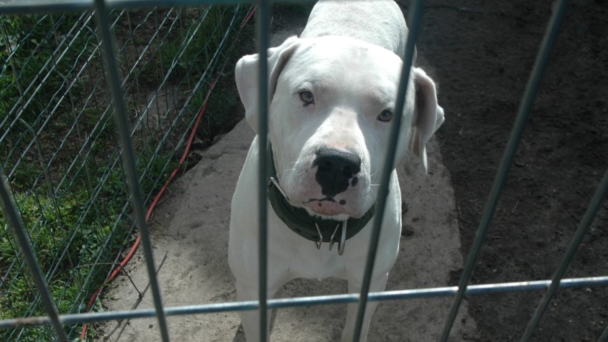 Perro peligroso que atacó a otro.-HDS