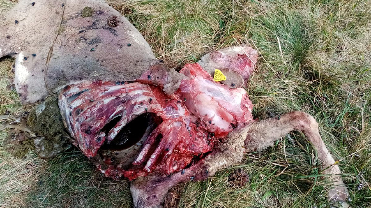 Un cadáver de animal tras el ataque de un lobo. HDS