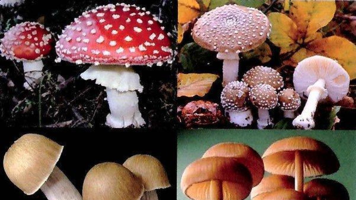 La organización Decriminalize Denver impulsó sin éxito la legalización de los hongos psicodélicos.-EL PERIÓDICO