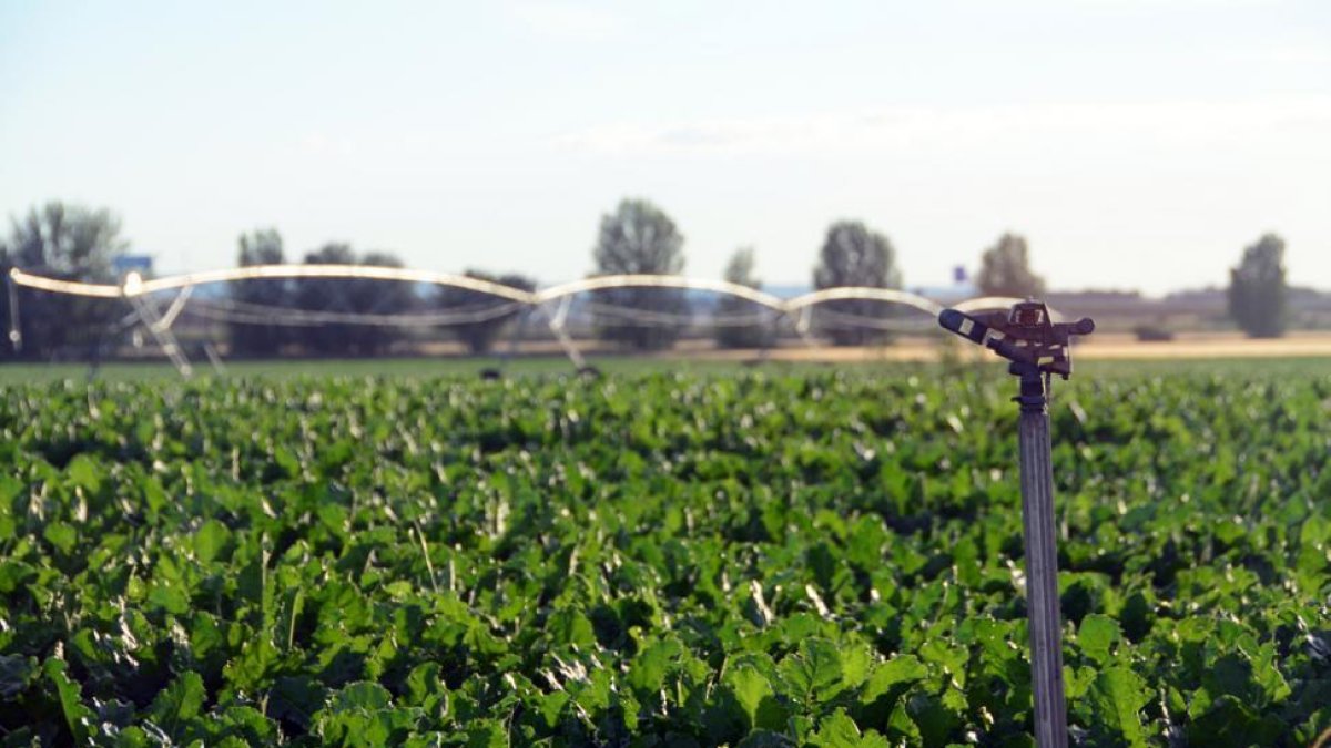 Cultivo de regadío en Almazán-A. Martínez