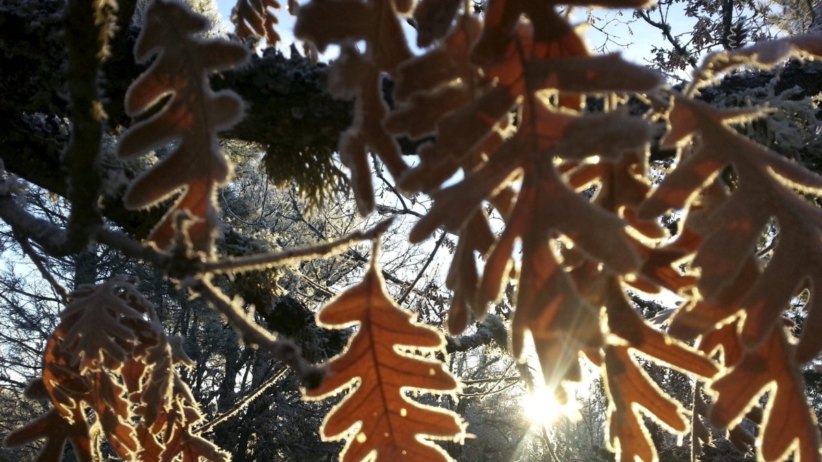 Hojas heladas de un árbol.-HDS