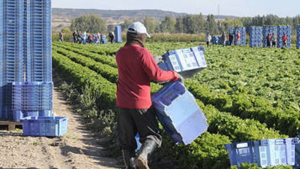 El sector de agricultura es el que experimentó una mayor caída. / V.G.-