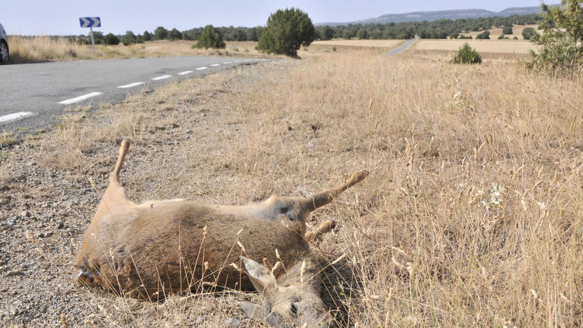 Un corzo tras un accidente de tráfico en carreteras de Soria. HDS