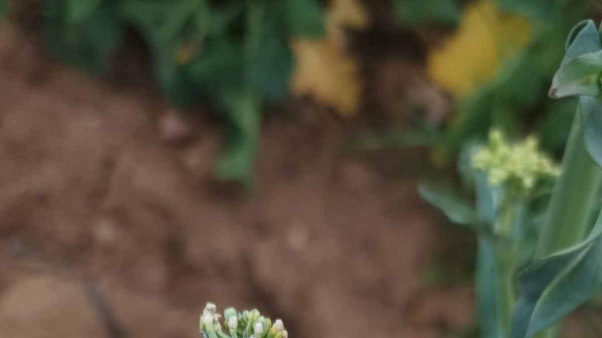 Colza afectada por pulgón. HDS