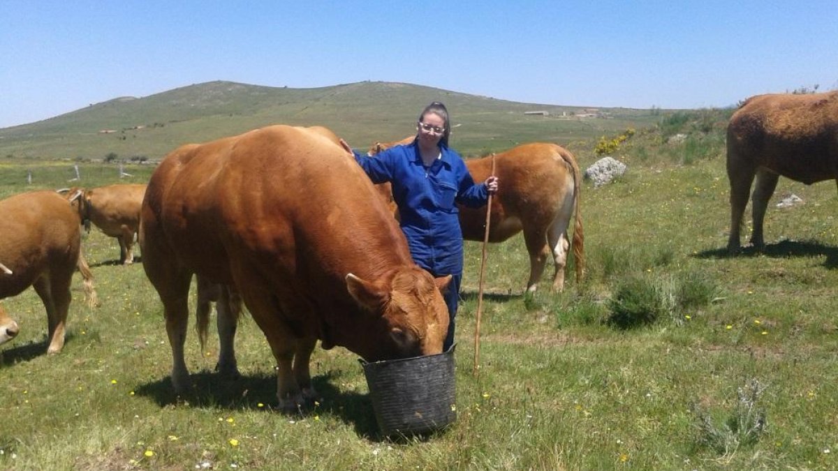 La joven ganadera, Lucía López, cuidando a su vacas en la localidad segoviana de Villacastín. - EL MUNDO-- EL MUNDO
