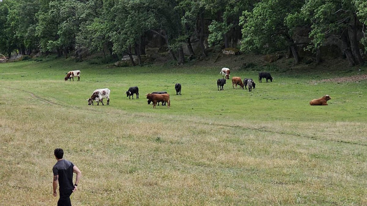 Los toros ya descansan en Cañada Honda. GONZALO MONTESEGURO