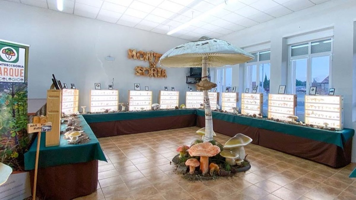 La muestra de Fuentecantos es la segunda parada del Micotour.-HDS