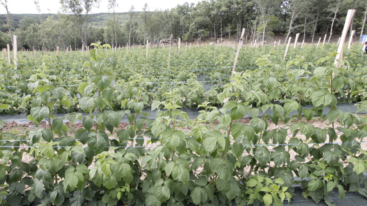 Plantación de frambuesas en El Royo.-LUIS ÁNGEL TEJEDOR
