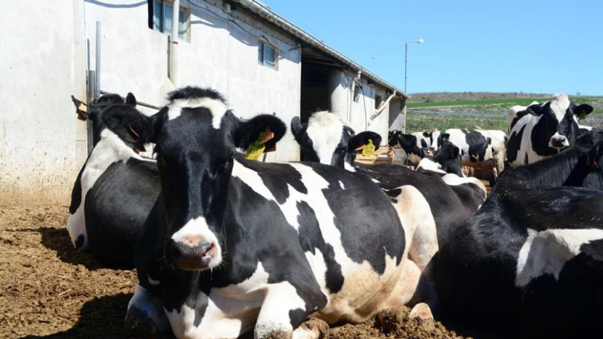 Vacas de leche.-Álvaro Martínez