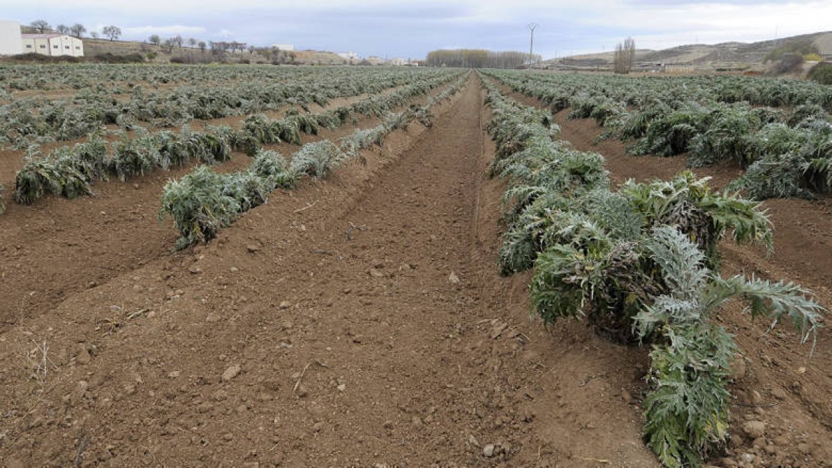 Plantación de cardo en Ágreda. / ÁLVARO MARTÍNEZ-