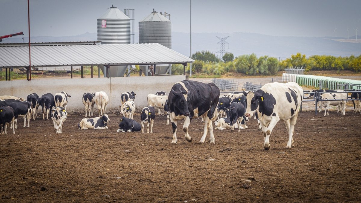 Granja de vacas en Caparroso Valle de Odieta - MARIO TEJEDOR (40)