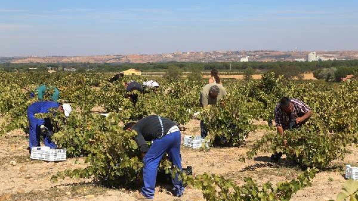 Jornaleros en la vendimia en Zamora.-HDS