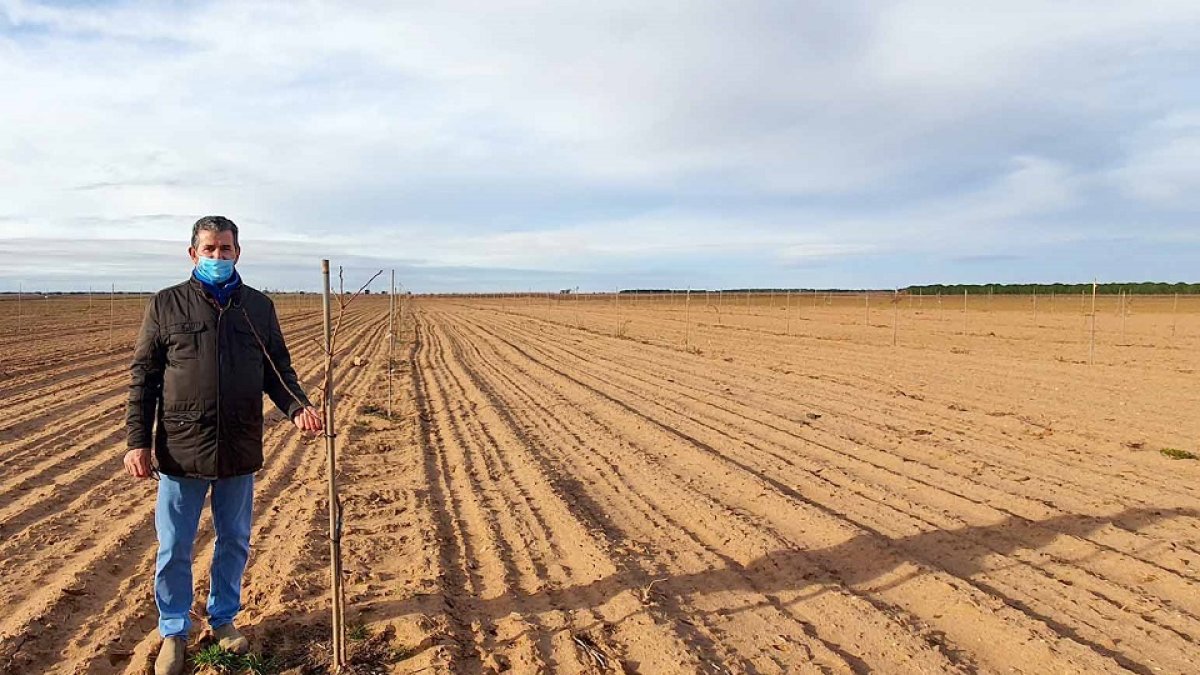 La plantación de Alfredo tiene cinco hectáreas.-E. M.