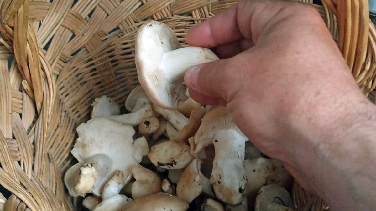 Perrechicos en una cesta.-HDS