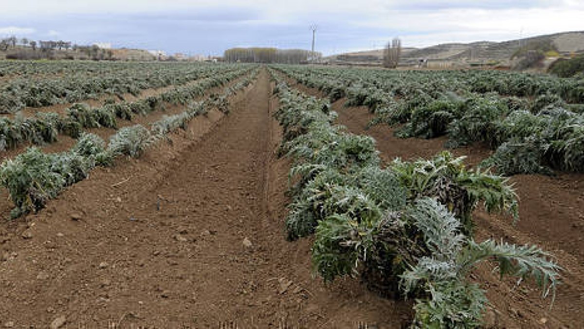Plantación de cardos en la finca municipal./ÁLVARO MARTÍNEZ-