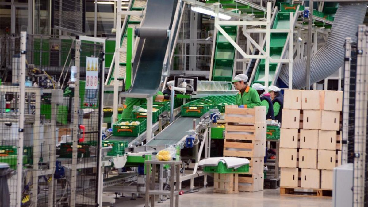 Nufri estrena su central de almacenamiento y clasificación de fruta-A. M.