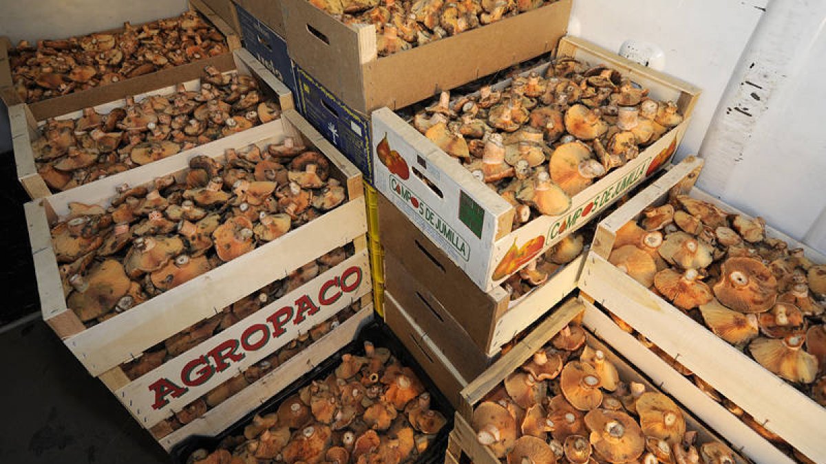 Cajas de níscalos en una furgoneta. / VALENTÍN GUISANDE-