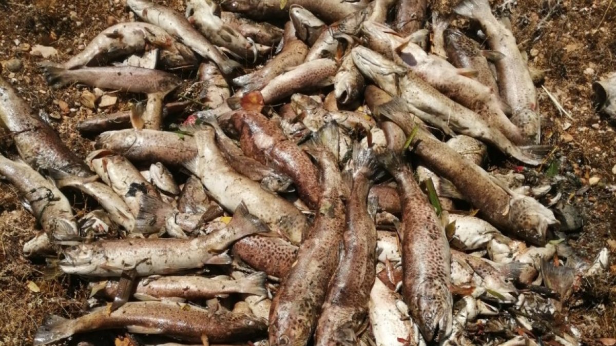 Decenas de truchas muertas en uno de los montones sacados del agua. HDS