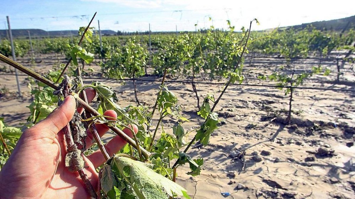 Daños por pedrisco en viñedo de Ribera del Duero.